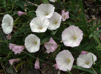 ��� �������� ������: ������ �������� �� ���������� �� �������� �������