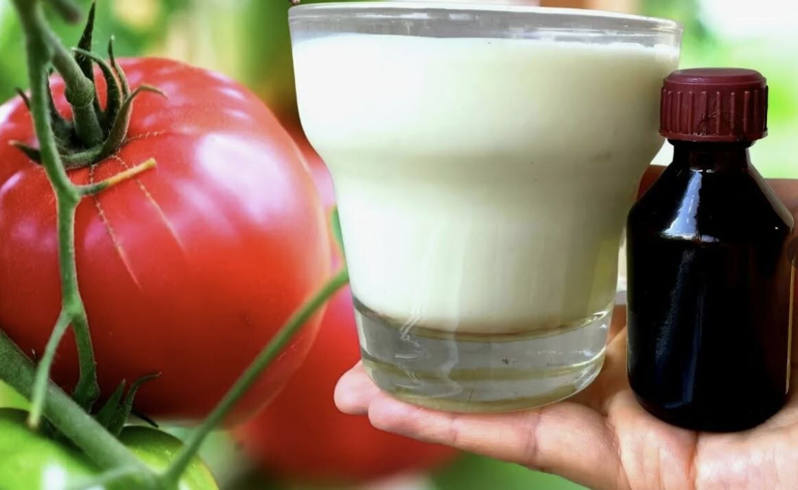 Как йод и молоко дарят здоровье вашим томатам