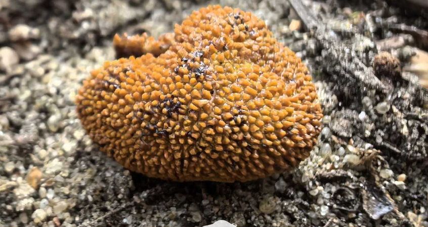 � ����������� ���� ������ ���������� ��� �����