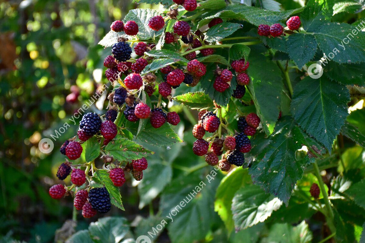 ��� ������� ��������� �������: ������� � ������ ��� ��������� �������� ������