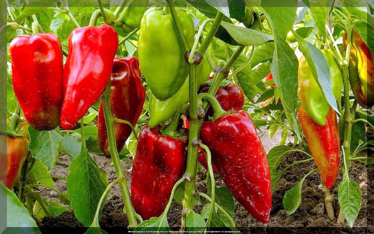 ������������� ������: 50 ���������� ������� ��� ���������� ��������