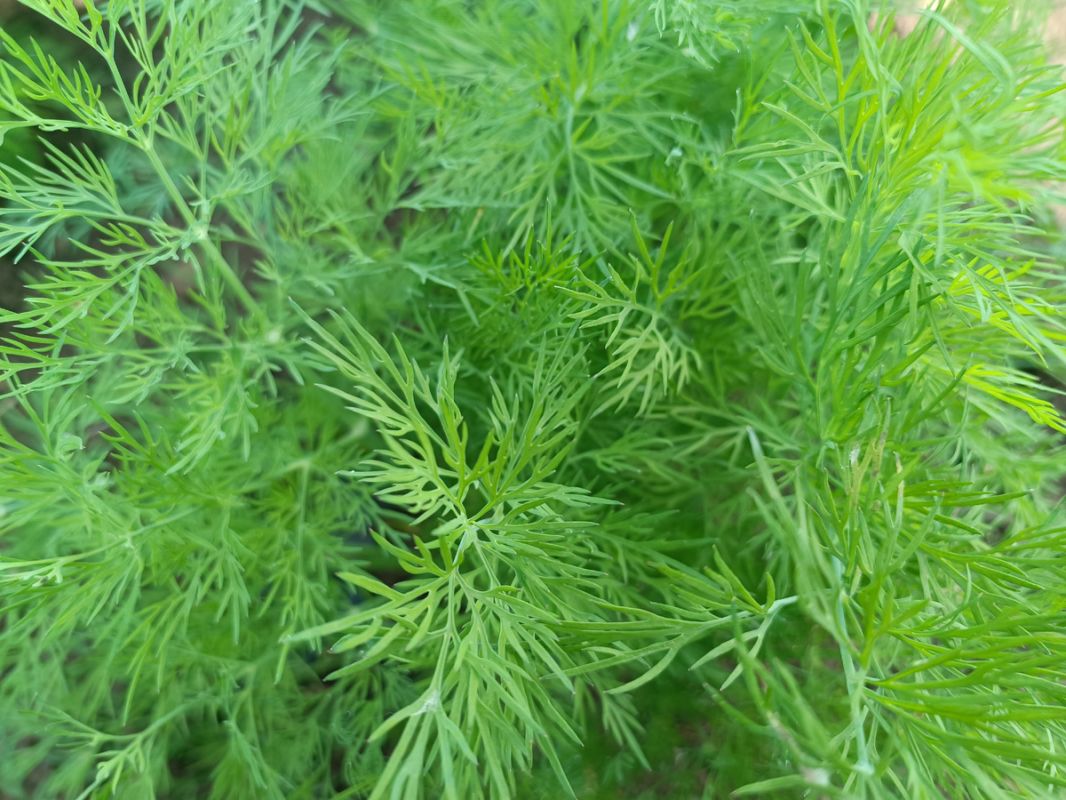 ������� ������� ������: ��� �������� ������ �������