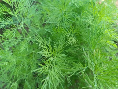 Секреты пышного укропа: как избежать тонких стеблей