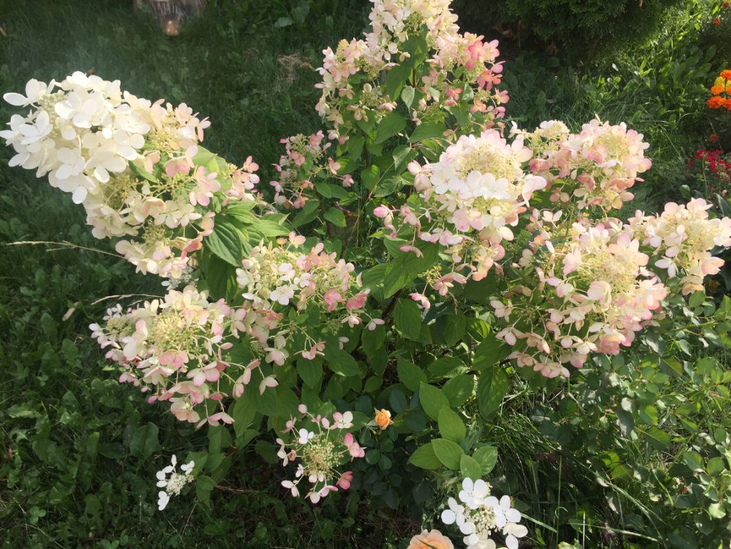 ��������� � ����: ��������� ���������� ��� �������� ����������� ��������