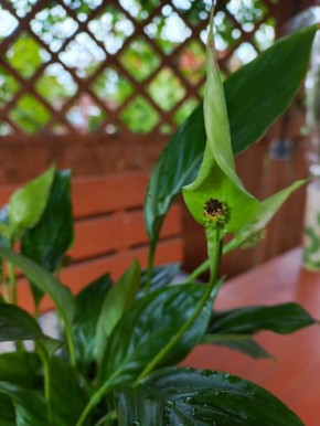 Почему цветы спатифиллума теряют свою красоту?