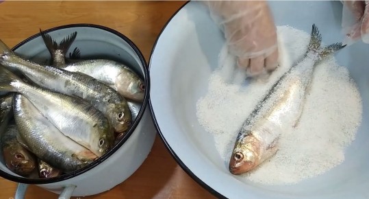 Когда приходит время донской селёдки: секреты вкуснейшего деликатеса