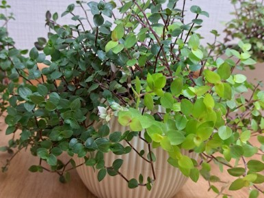 �������� ��������: ��������������� ��������� ��������