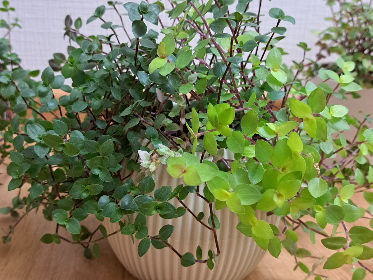 Каллизия ползучая: непревзойденное комнатное растение