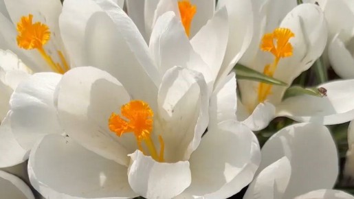 Весна без химии: как простые народные рецепты сделают вас здоровее