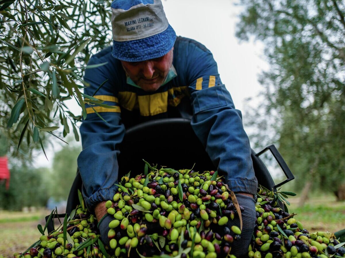 Италия продолжает экспортировать оливковое масло в Россию на миллионы долларов