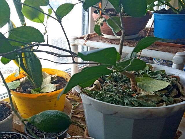 Как вырастить авокадо дома: простой и увлекательный путь от косточки до дерева