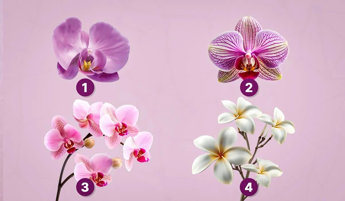 Откройте тайны своей души: уникальный тест на личность через выбор орхидеи