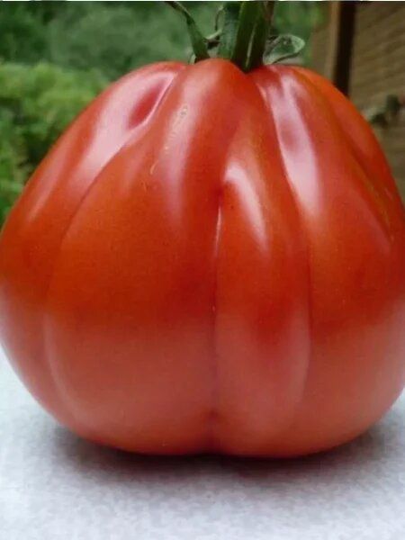 Томат красный кошелек: уникальные плоды для вашего стола