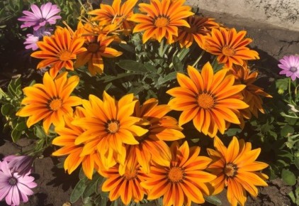 Как гацания преобразит ваш участок: советы по успешному уходу