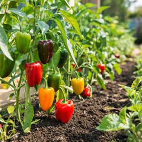 Лучшие сорта болгарского перца: как выбрать и вырастить без лишних хлопот