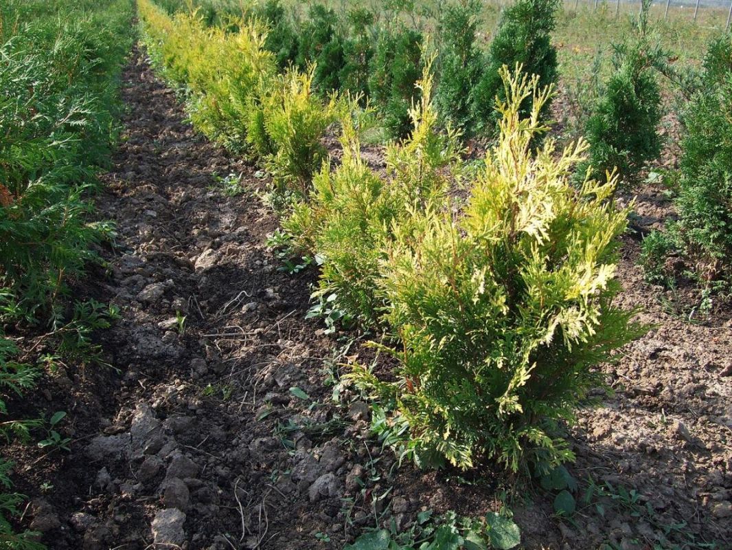 ��� � ������ ����: ��� �������� ������� � �����������