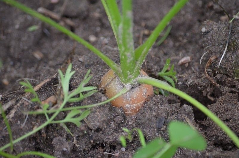 ������ ������� � ������� �����������: ��������� ������� � ������� � 1 ��. �. �� 10 � ����