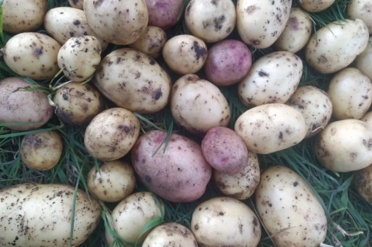 ��� ���������� �������� ���������: ������ ������������