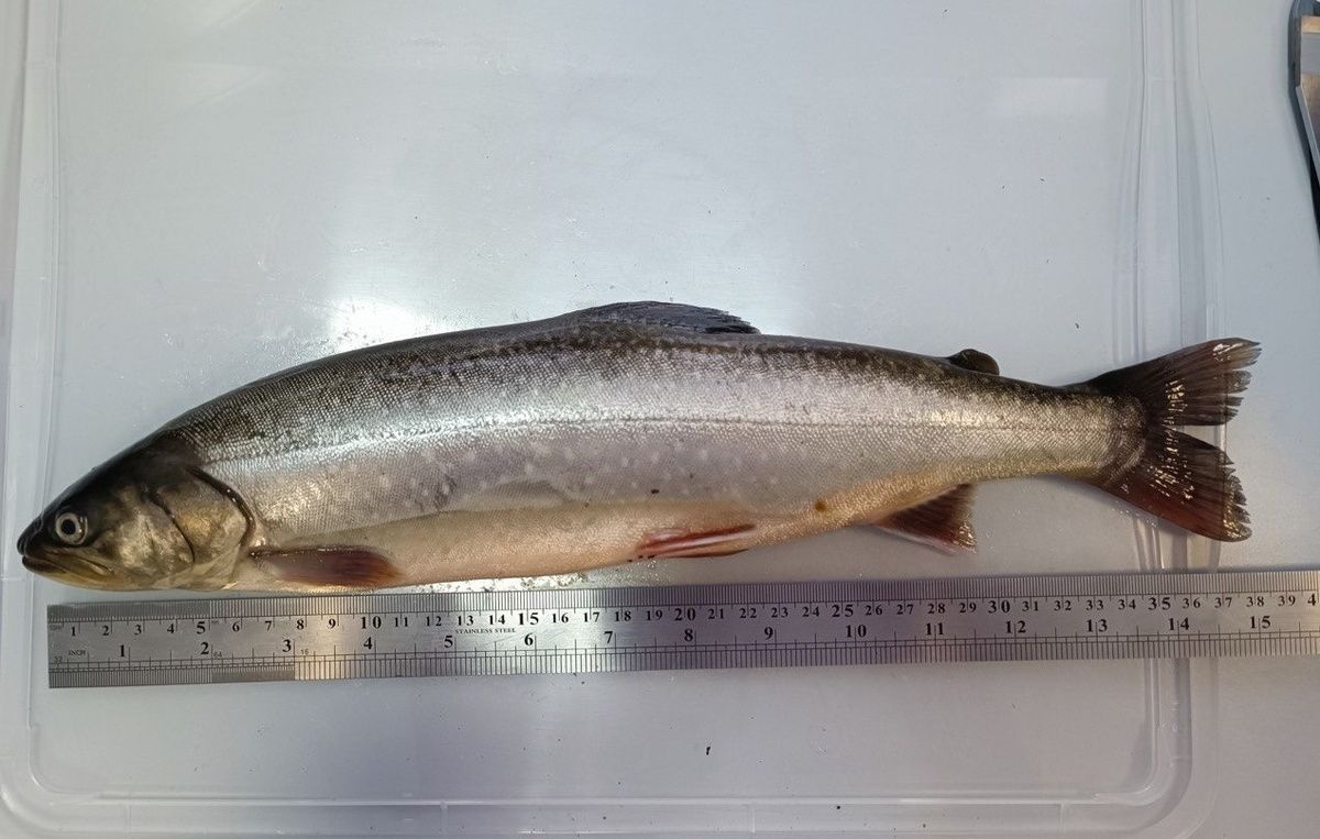 В Сибири успешно вырастили путоранского гольца до 3 кг