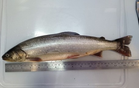 � ������ ������� ��������� ������������ ������ �� 3 ��