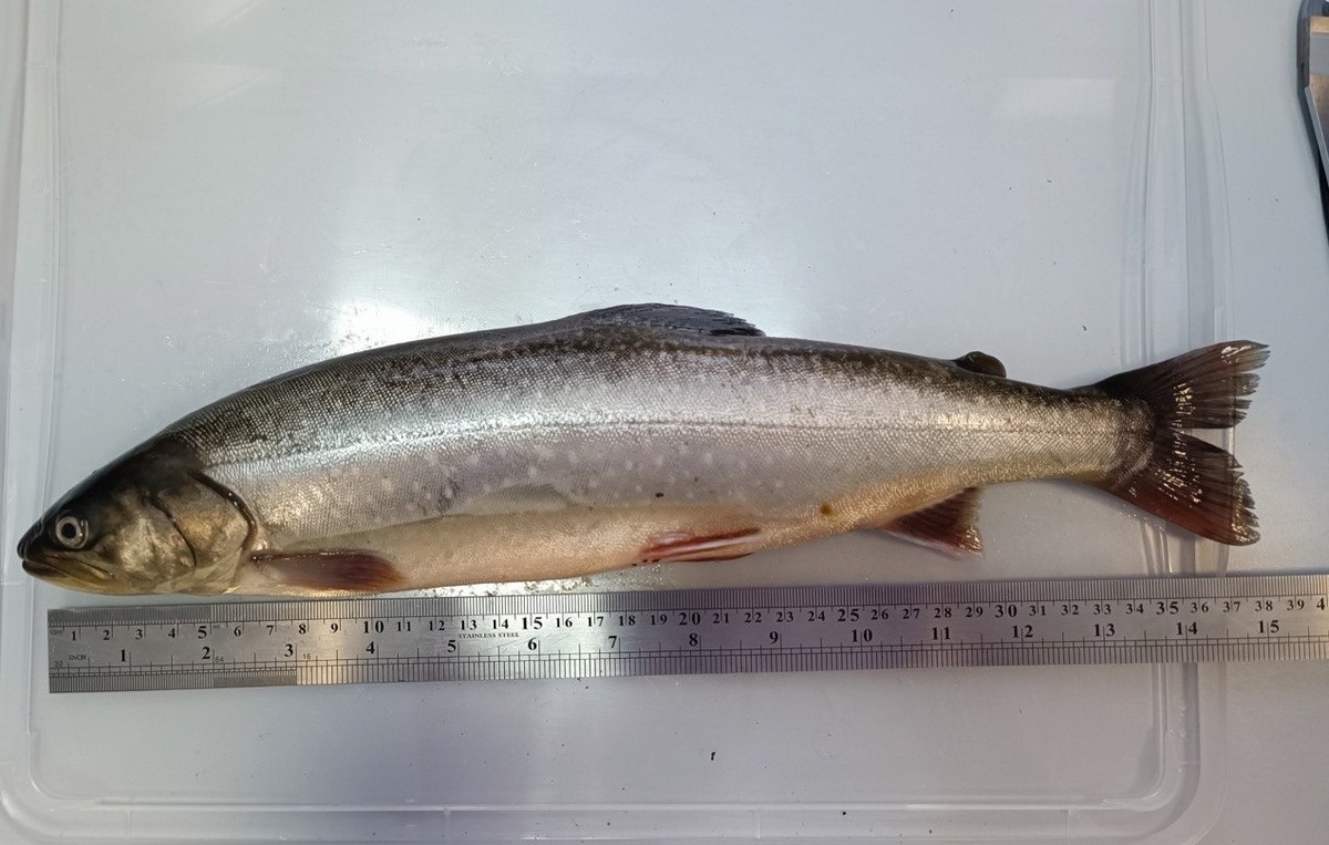 В Сибири успешно вырастили путоранского гольца до 3 кг