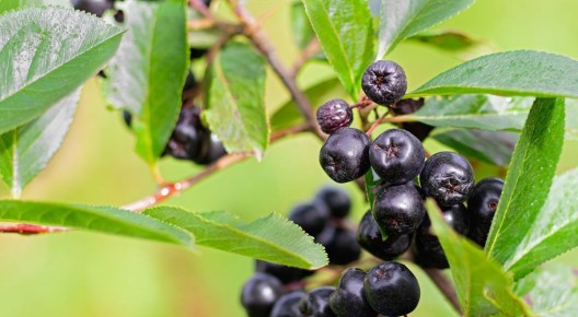 Неповторимые заготовки из черноплодной рябины: рецепты для здоровья и радуги вкусов