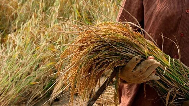 Индонезия достигла полного самообеспечения рисом и кукурузой