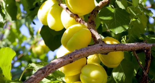 ��� ������� ��������� ������� �������: ������� � ������������