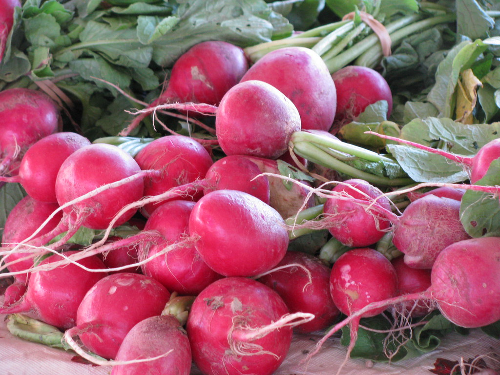 Редька, редис и дайкон: что интересно знать об этих корнеплодах