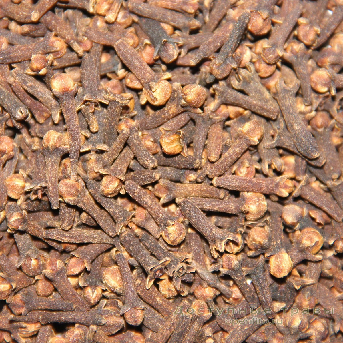 Гвоздика: секрет долголетия для печени