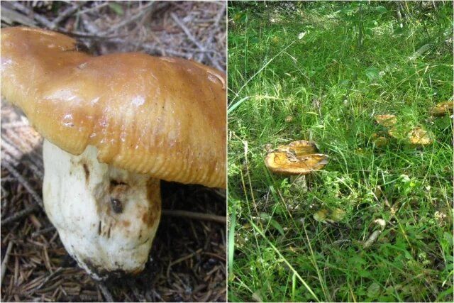 Валуй: как распознать уникальный гриб и избежать путаницы с его аналогами