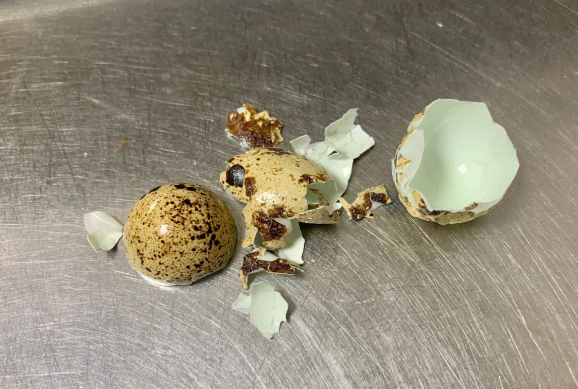 Неочевидные возможности яичной скорлупы: как использовать оставшиеся шели