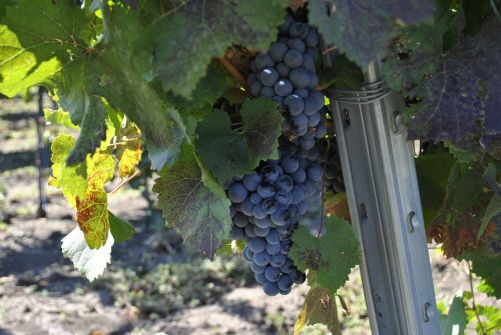 ������� ���� ����������� ����������� �� ������������� �������� � ���