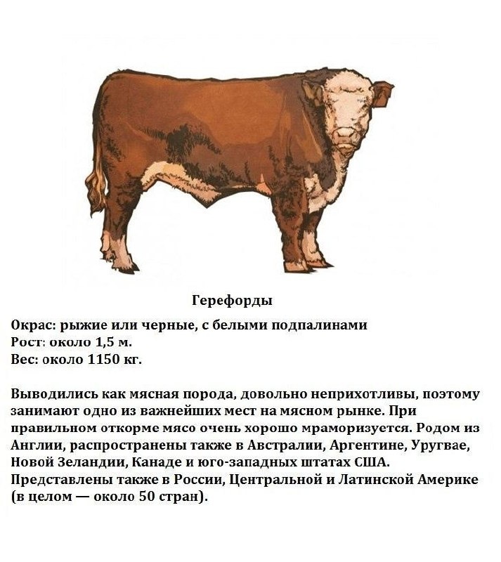 Кулинарные фавориты: самые востребованные стейковые породы быков