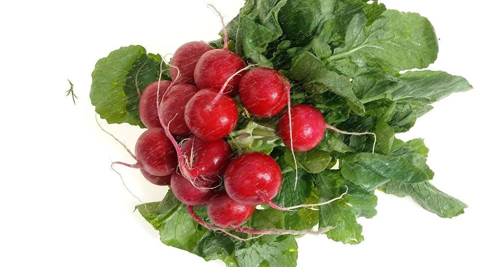 Редиска: от салатов до пудры — универсальные рецепты для весны