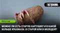 Старая картошка: риск для здоровья или питательный продукт?