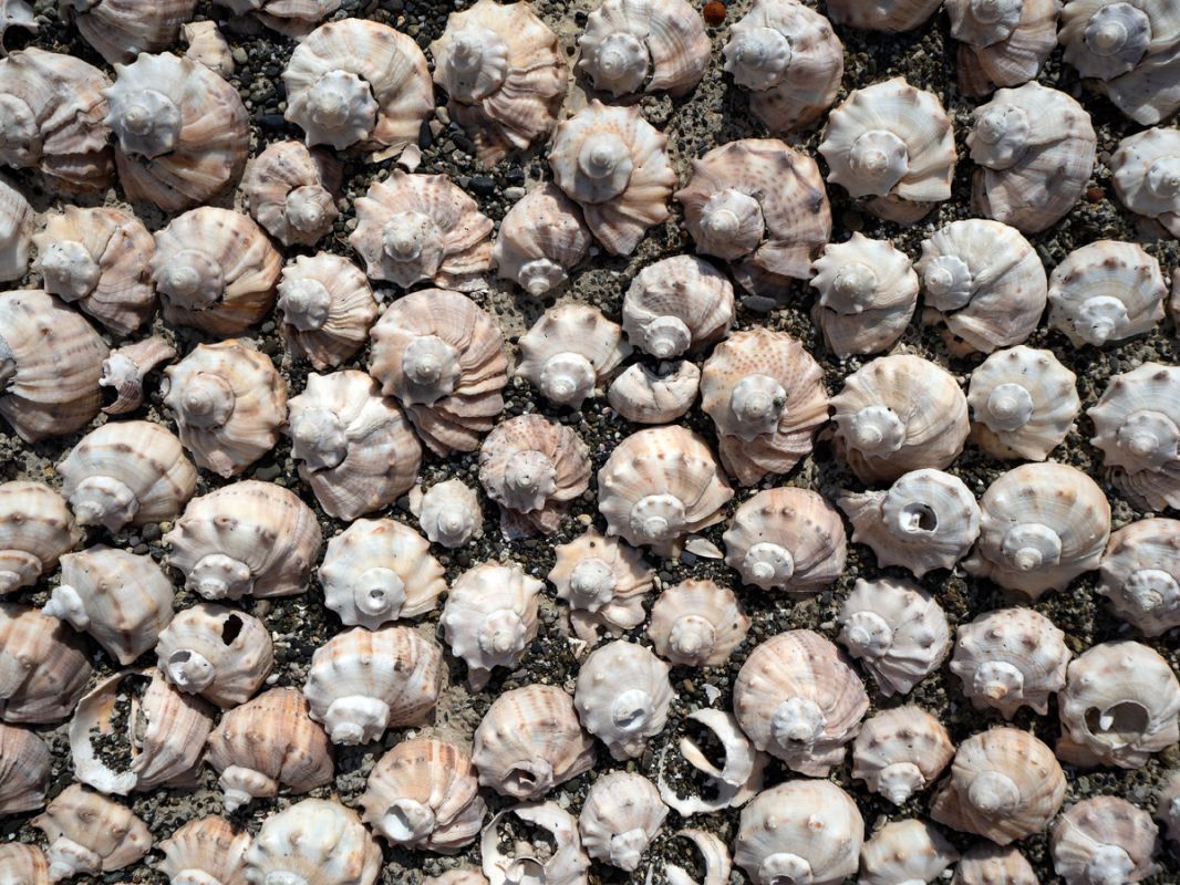 ��� ������� ������� � � ������ ������� �� ��������