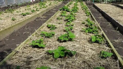 Как вырастить самую вкусную клубнику: проверенные советы