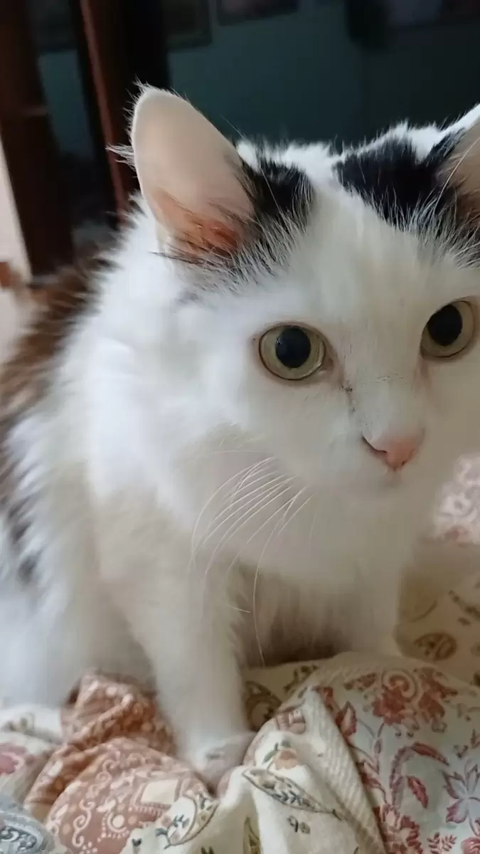 Снежа: королева домашнего уюта