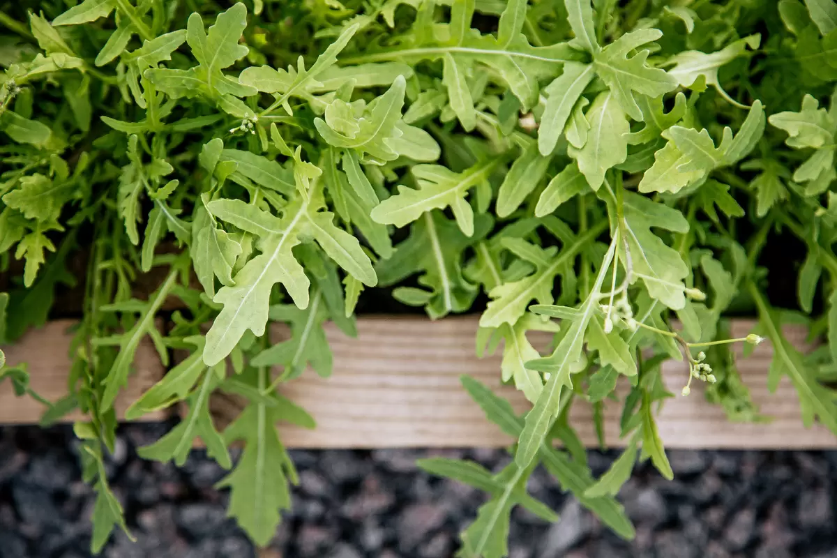 Как гармонично сочетать зелень в блюдах