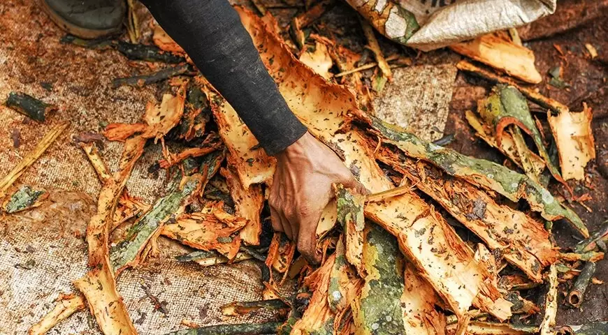 Тоник: от целебного напитка до незаменимого элемента барной культуры