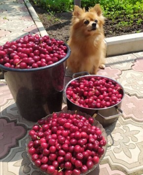 ������� ������� �������: ��� ����������� ������� � �������